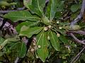 Cuddapah Almond